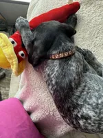 Snoop, a male German Shorthaired Pointer for sale in Boonville, MO – 2 of 3