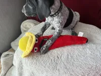Cher, a female German Shorthaired Pointer for sale in Boonville, MO – 2 of 2