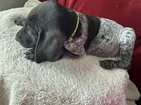 Ozzy, a male German Shorthaired Pointer for sale in Boonville, MO – 2 of 3
