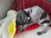 Kaye, a female German Shorthaired Pointer for sale in Boonville, MO – 5 of 5