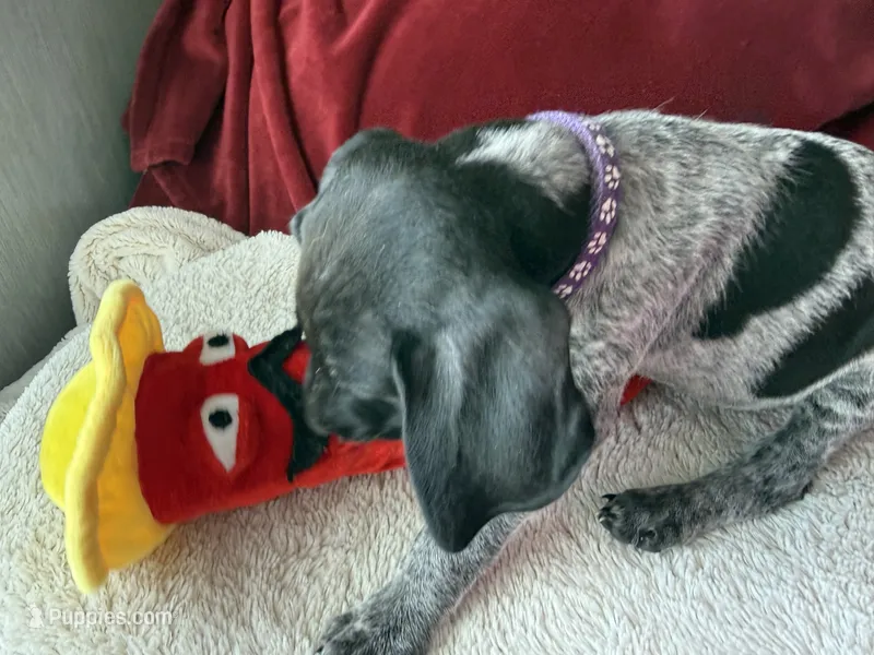 Kaye – German Shorthaired Pointer puppy for sale in Boonville, MO