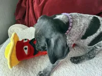 Kaye, a female German Shorthaired Pointer for sale in Boonville, MO – 1 of 5