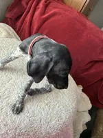 Dolly, a female German Shorthaired Pointer for sale in Boonville, MO – 2 of 4