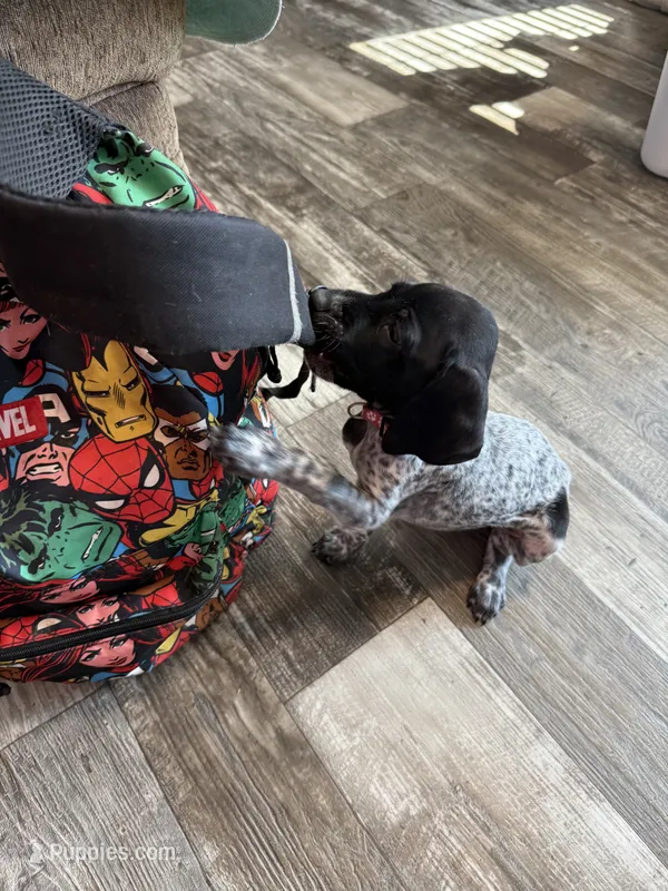 Dolly – German Shorthaired Pointer puppy for sale in Boonville, MO