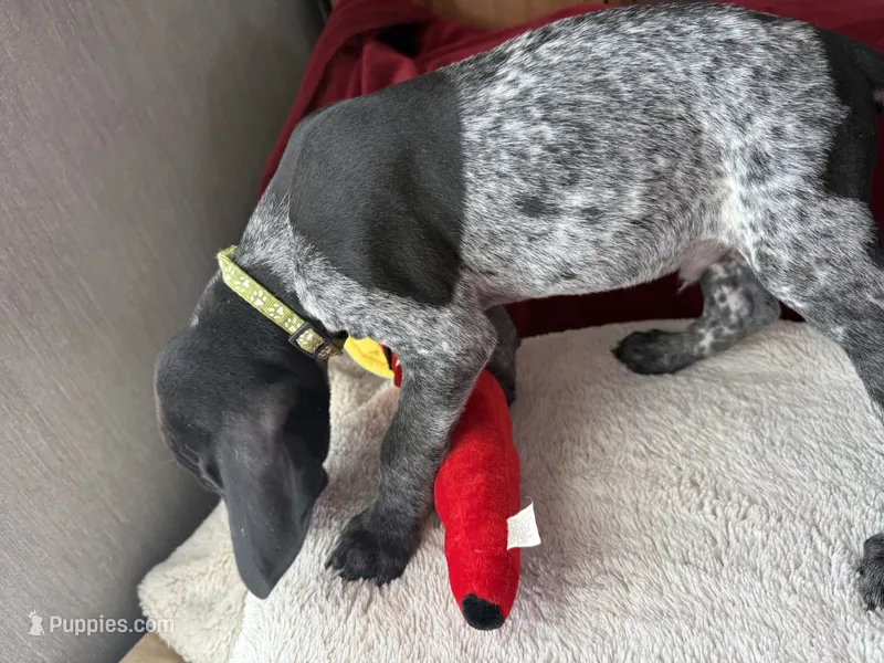 Charlie – German Shorthaired Pointer puppy for sale in Boonville, MO