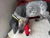 Charlie, a male German Shorthaired Pointer for sale in Boonville, MO – 1 of 3