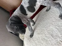 Kaye, a female German Shorthaired Pointer for sale in Boonville, MO – 4 of 5