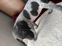 Kaye, a female German Shorthaired Pointer for sale in Boonville, MO – 3 of 5