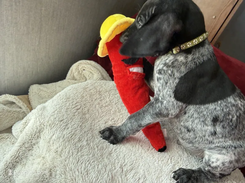 Oreo – German Shorthaired Pointer puppy for sale in Boonville, MO
