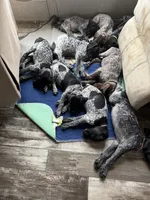 Ozzy, a male German Shorthaired Pointer for sale in Boonville, MO – 3 of 3