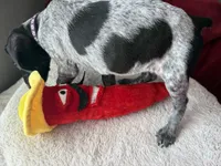 Kaye, a female German Shorthaired Pointer for sale in Boonville, MO – 2 of 5