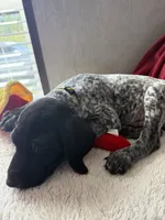 Oreo, a male German Shorthaired Pointer for sale in Boonville, MO – 2 of 3