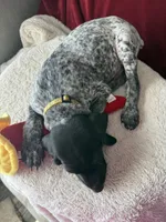 Oreo, a male German Shorthaired Pointer for sale in Boonville, MO – 3 of 3