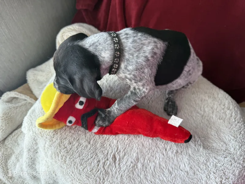 Cher – German Shorthaired Pointer puppy for sale in Boonville, MO