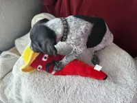 Cher, a female German Shorthaired Pointer for sale in Boonville, MO – 1 of 2
