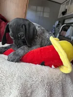 Snoop, a male German Shorthaired Pointer for sale in Boonville, MO – 3 of 3