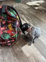 Dolly, a female German Shorthaired Pointer for sale in Boonville, MO – 3 of 4