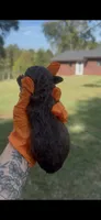 Chocolate male, a male Cockapoo for sale in Hot Springs, AR – 4 of 6