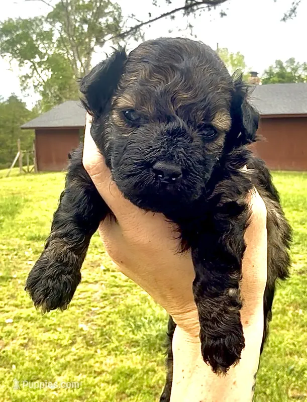 Male black – Poodle - Toy  puppy for sale in Hot Springs, AR