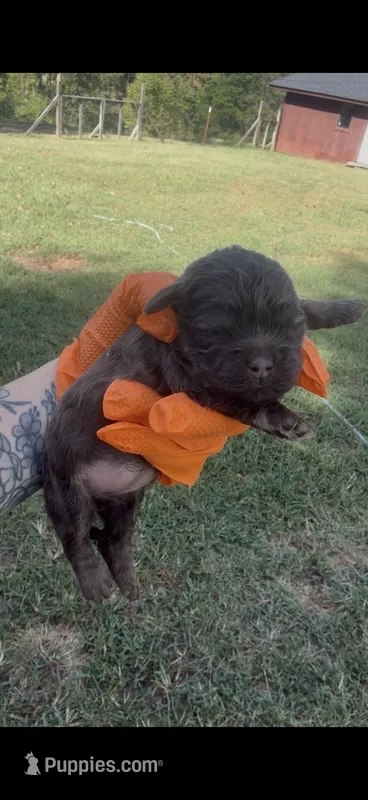 Brown female – Cockapoo puppy for sale in Hot Springs, AR