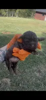 Brown female, a female Cockapoo for sale in Hot Springs, AR – 3 of 6