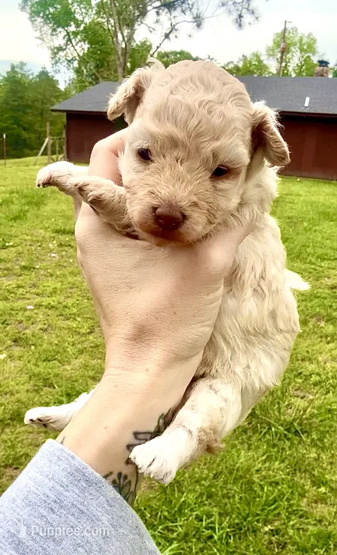 White 1 – Poodle - Toy  puppy for sale in Hot Springs, AR
