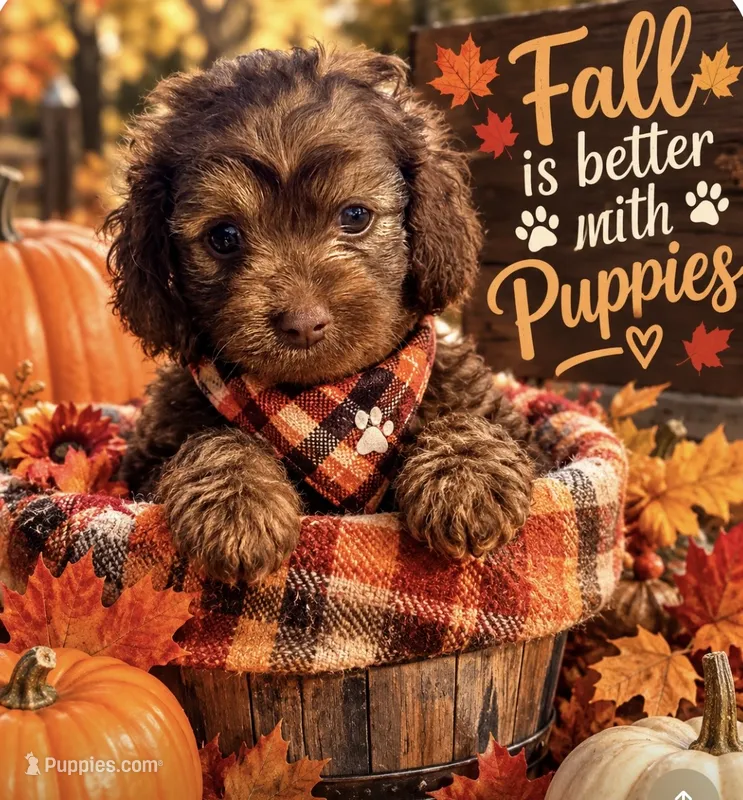 Brown female – Cockapoo puppy for sale in Hot Springs, AR