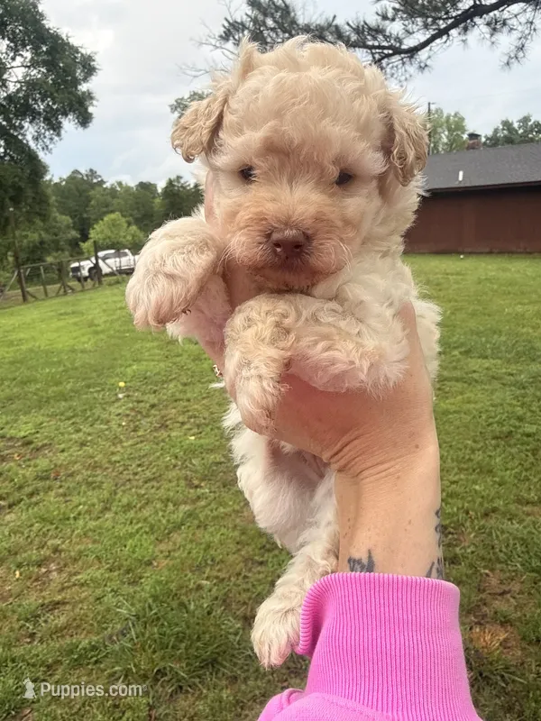 White 1 – Poodle - Toy  puppy for sale in Hot Springs, AR