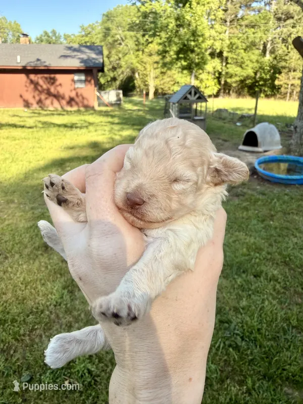 White 1 – Poodle - Toy  puppy for sale in Hot Springs, AR