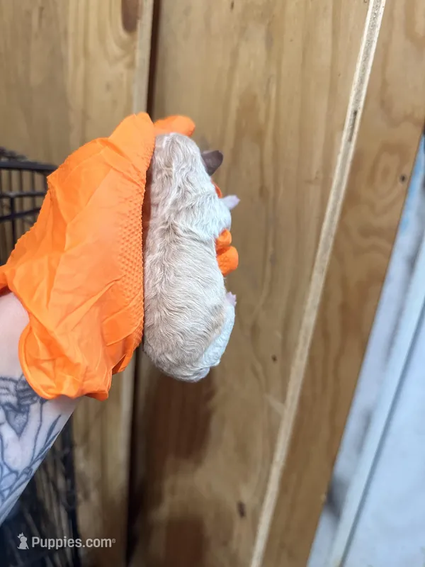 White 1 – Poodle - Toy  puppy for sale in Hot Springs, AR