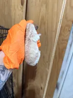 White 1, a female Poodle - Toy  for sale in Hot Springs, AR – Photo 1 of 2