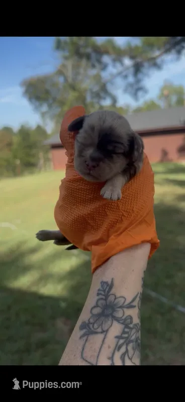 Merle female – Cockapoo puppy for sale in Hot Springs, AR