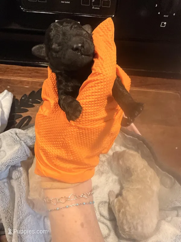 Male black – Poodle - Toy  puppy for sale in Hot Springs, AR