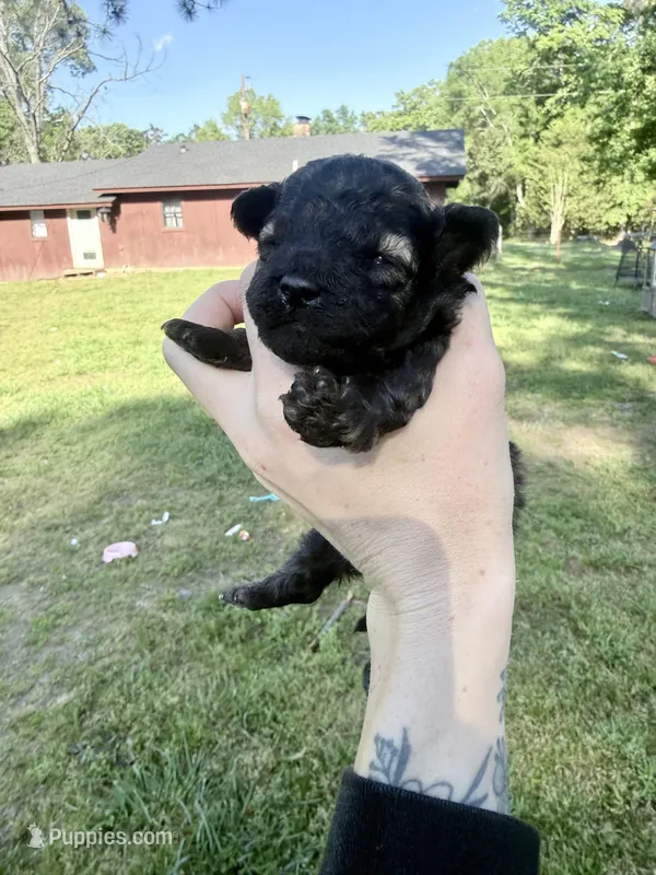 Male black – Poodle - Toy  puppy for sale in Hot Springs, AR