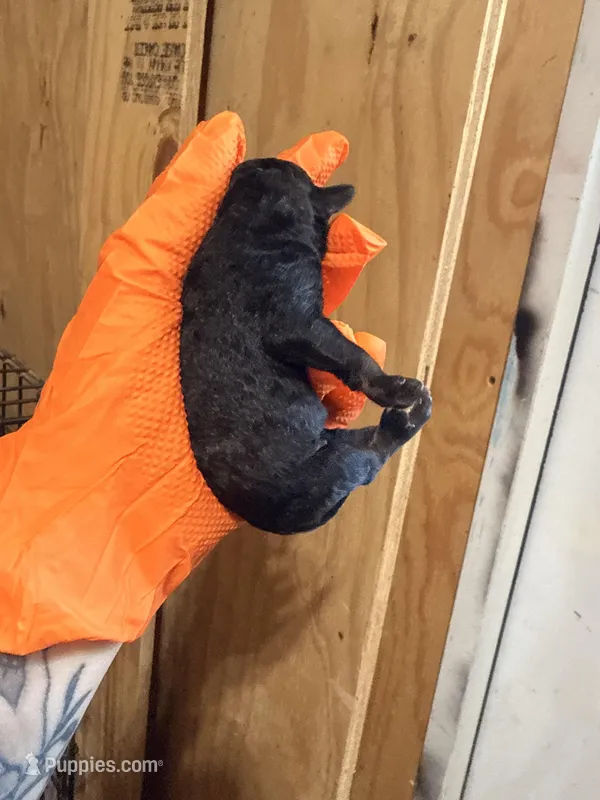 Male black, a male Poodle - Toy  for sale in Hot Springs, AR – Photo 1 of 2