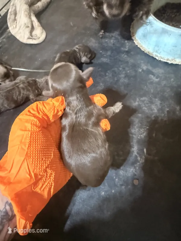 Brown male – Cockapoo puppy for sale in Hot Springs, AR