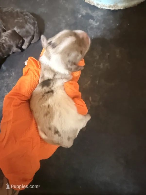 Half Merle male – Cockapoo puppy for sale in Hot Springs, AR