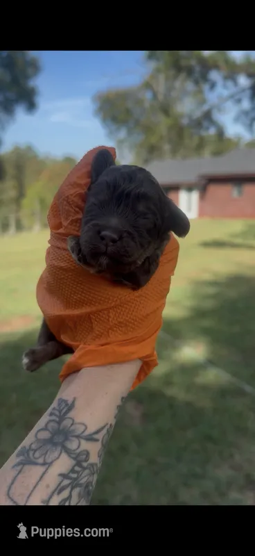 Chocolate male – Cockapoo puppy for sale in Hot Springs, AR