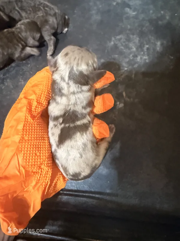 Merle female – Cockapoo puppy for sale in Hot Springs, AR