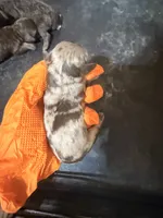 Merle female, a female Cockapoo for sale in Hot Springs, AR – 1 of 2