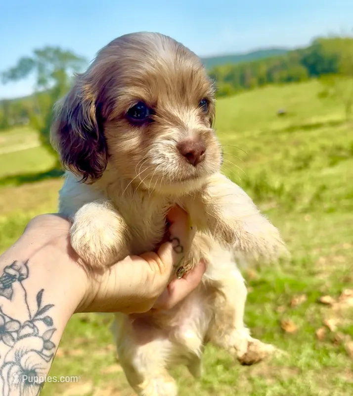 Half Merle male – Cockapoo puppy for sale in Hot Springs, AR