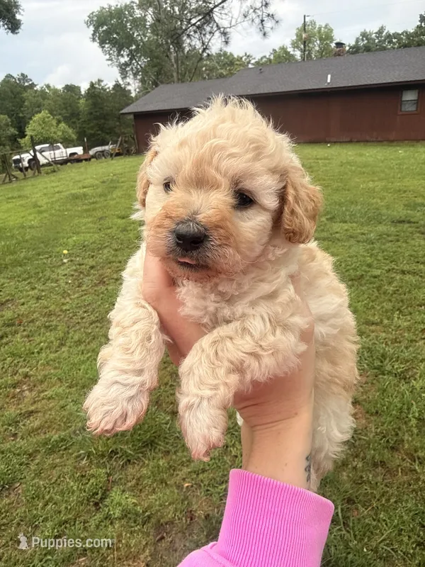 Cream female  – Poodle - Toy  puppy for sale in Hot Springs, AR
