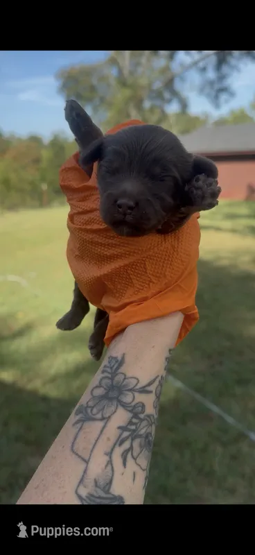 Brown male – Cockapoo puppy for sale in Hot Springs, AR