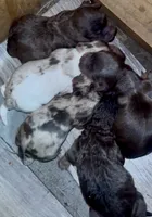 Half Merle male, a male Cockapoo for sale in Hot Springs, AR – 2 of 2