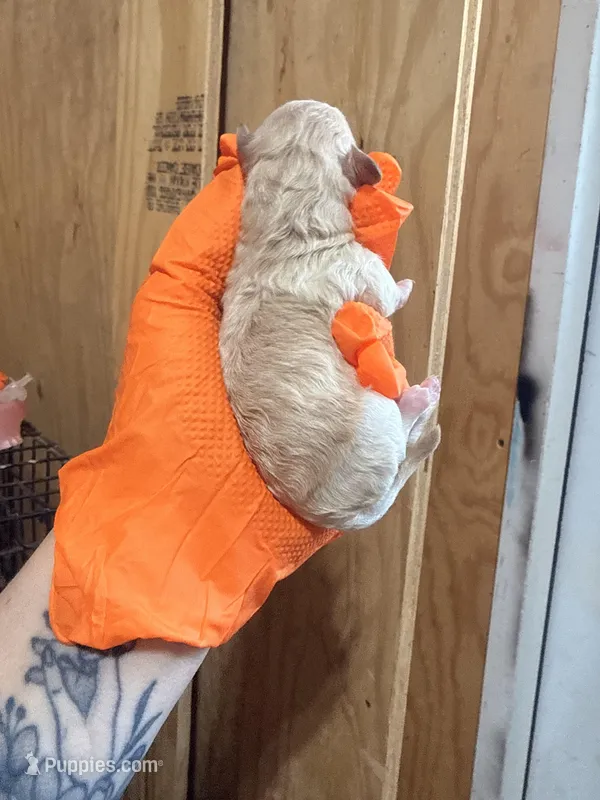 Cream female  – Poodle - Toy  puppy for sale in Hot Springs, AR