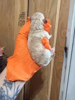 Cream female , a female Poodle - Toy  for sale in Hot Springs, AR – Photo 1 of 2