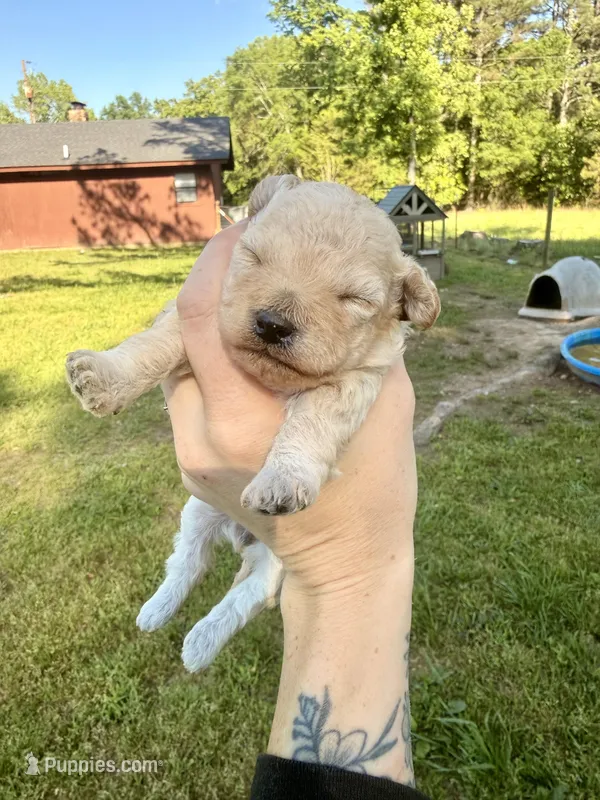 Cream female  – Poodle - Toy  puppy for sale in Hot Springs, AR