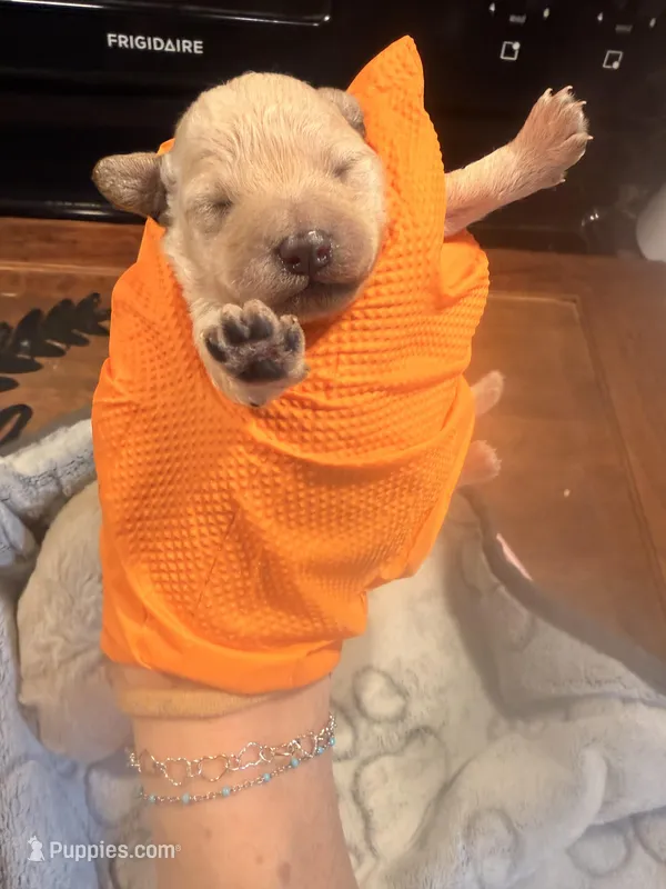 Cream female  – Poodle - Toy  puppy for sale in Hot Springs, AR