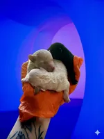 Cream female , a female Poodle - Toy  for sale in Hot Springs, AR – Photo 2 of 2