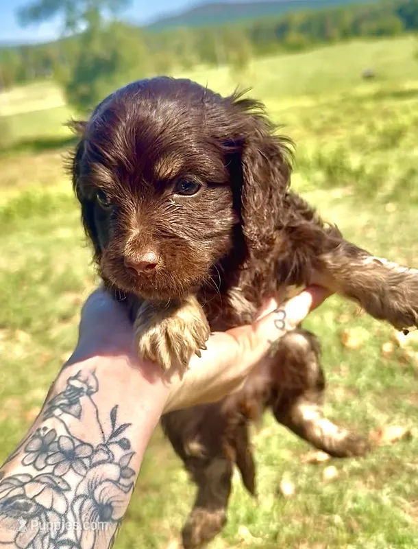Brown male – Cockapoo puppy for sale in Hot Springs, AR